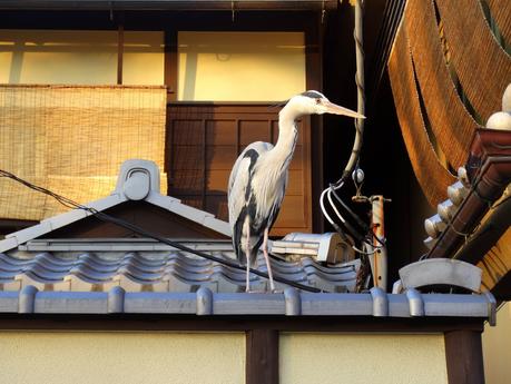 Quartier Gion