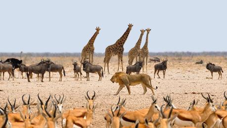 faune africaine