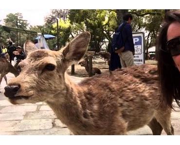 escapade à Nara, l’ancienne capitale japonaise