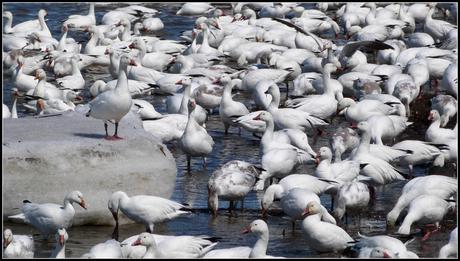 Saint-Antoine : Spectacle de la Migration