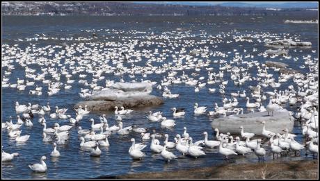 Saint-Antoine : Spectacle de la Migration