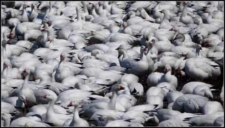 Saint-Antoine : Spectacle de la Migration