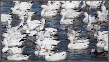 Saint-Antoine : Spectacle de la Migration