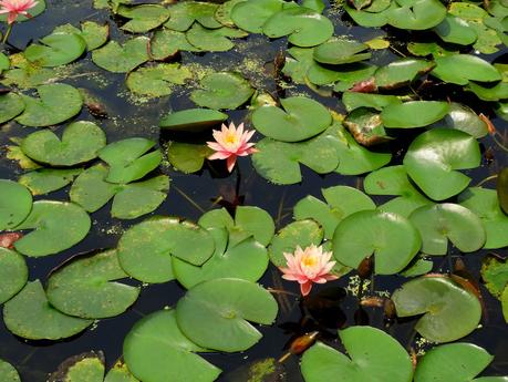 Kaohsiung - Lotus Pond
