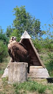 Les aigles d'Aure : la volerie des Pyrénées