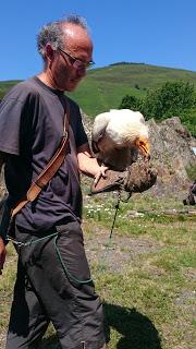 Les aigles d'Aure : la volerie des Pyrénées