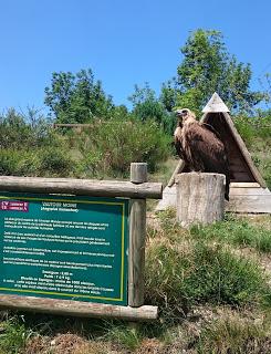 Les aigles d'Aure : la volerie des Pyrénées