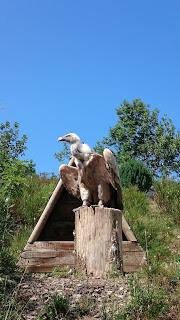 Les aigles d'Aure : la volerie des Pyrénées