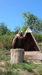 Les aigles d'Aure : la volerie des Pyrénées