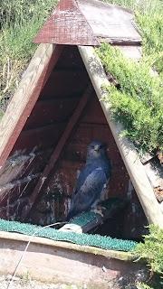 Les aigles d'Aure : la volerie des Pyrénées