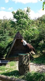 Les aigles d'Aure : la volerie des Pyrénées