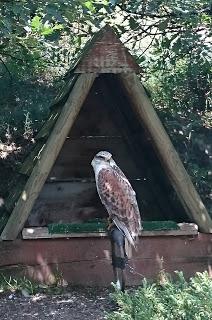 Les aigles d'Aure : la volerie des Pyrénées