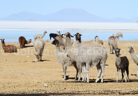 Uyuni