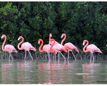 Celestun et ses flamands roses