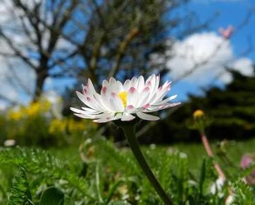 Octobre 2015 l'aventure #lundifleuri commence ...