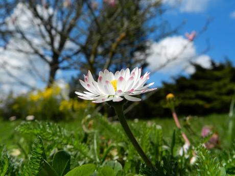 Octobre 2015 l'aventure #lundifleuri commence ...