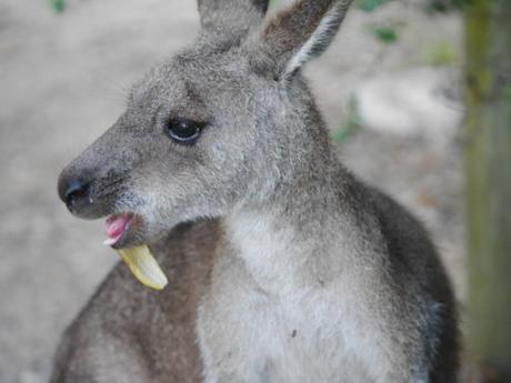 Australie : la vérité sur le WHV