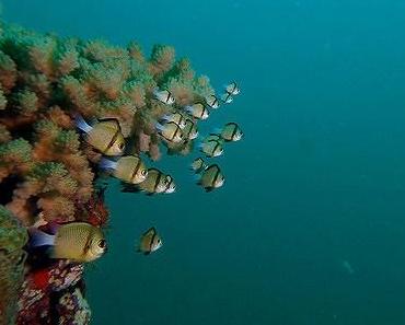 Paradis de la plongée sous-marine en Europe