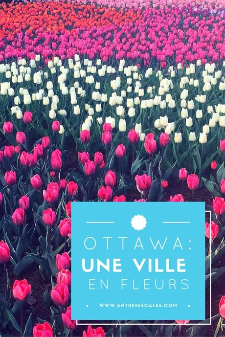 Festival des tulipes d'Ottawa