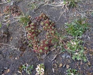 Agir pour la protection de la nature islandaise (fin)