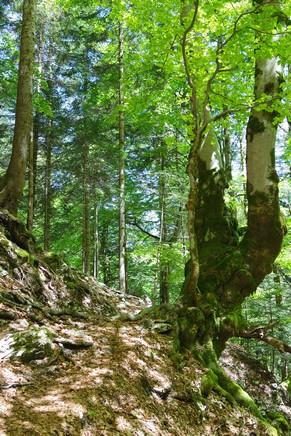 savoie randonnée balade chartreuse isère cirque saint meme