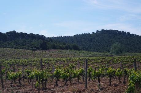 var porquerolles intérieur terre vignes