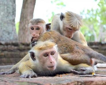 Après 3 semaines passées au Sri Lanka, c’est l’heure du bilan…