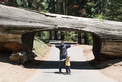 Séquoïa National Park