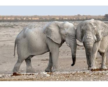 Namibie, le pays du brave