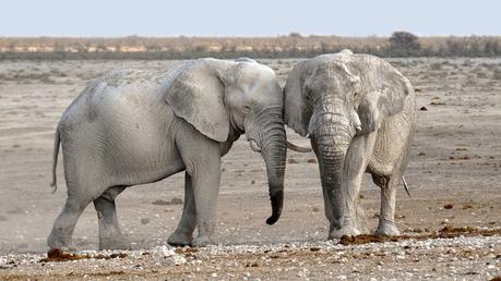 Namibie, le pays du brave