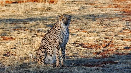 Namibie, le pays du brave