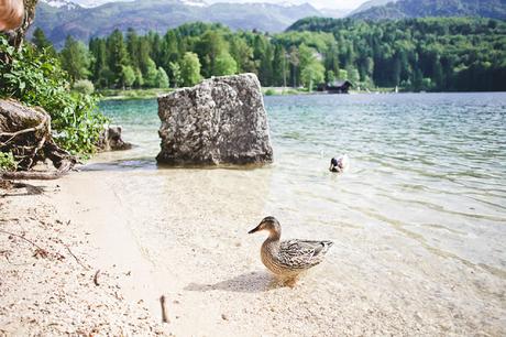 BOHINJ : S'en mettre plein les yeux avant de quitter la Slovénie.