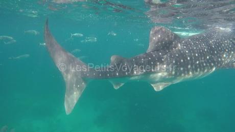 Nager avec des requins-baleines aux Philippines