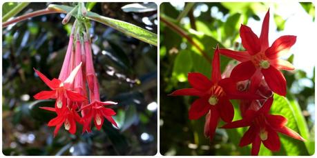 fleur rouge rencontrée au jardín botánico de Bogotá
