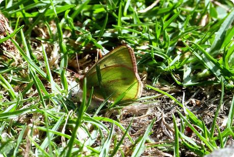 papillon pieridae rencontré au jardín botánico de Bogotá