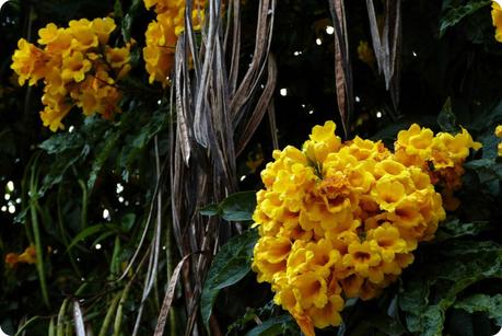 fleurs jaunes à la Mitad del Mundo de Quito