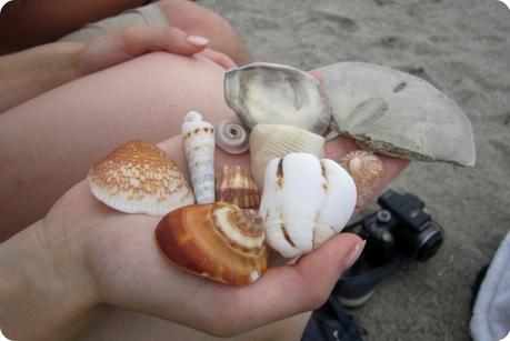 Coquillages trouvés sur la plage de Pedernales