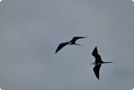 oiseaux dans le ciel de Pedernales : Fregata minor