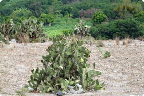 cactus sur la route entre Tulcán et Ibarra
