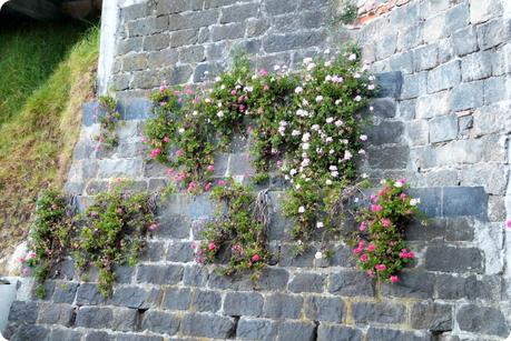 fleurs sur un mur au Santuario de las Lajas de Ipiales