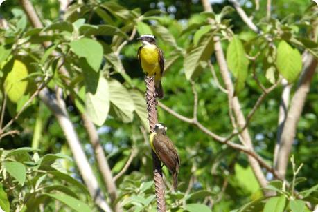 oiseau rencontré sur la route de Pasto : Pitangus sulphuratus