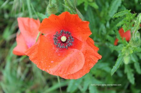 coquelicot-2