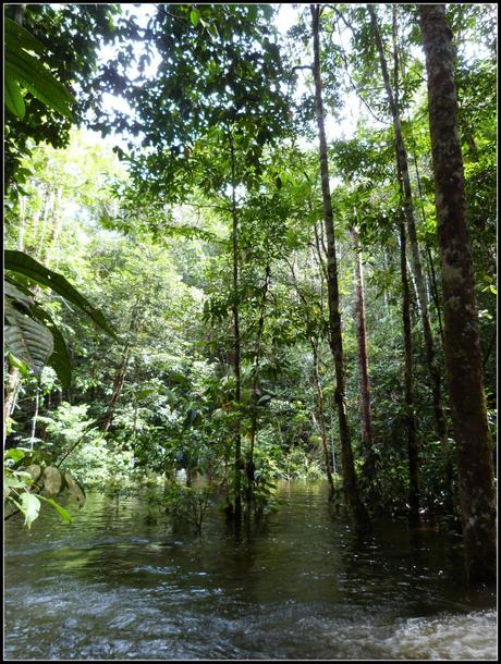 Amazonie : L’enfer vert brésilien