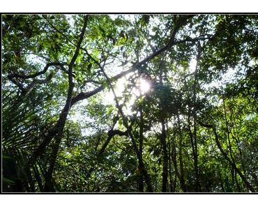 Amazonie : L’enfer vert brésilien