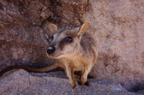 Australie : Magnetic Island