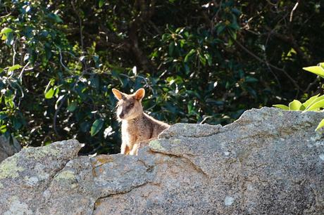 Australie : Magnetic Island