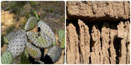 cactus et zoom sur la fortification du sable au désert de la Tatacoita de Nemocón