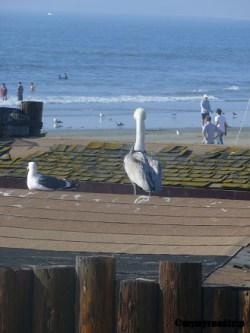 Newport Beach, californie