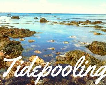 Apprendre la vie marine avec le Tidepooling!