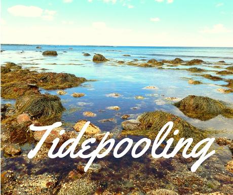 Apprendre la vie marine avec le Tidepooling!